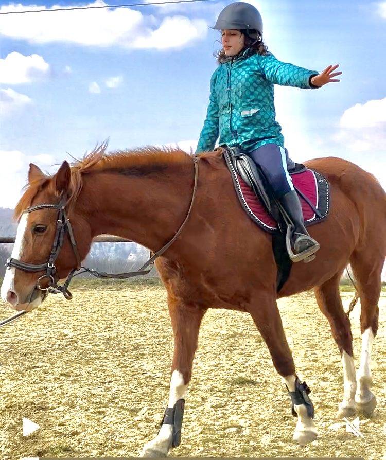Mare French Saddle Pony For sale 2016 Chesnut