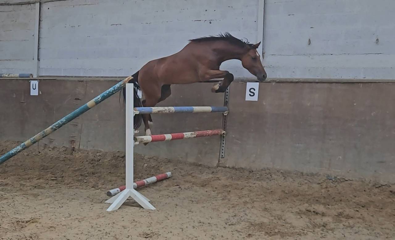 Gelding Belgian Riding Pony For sale 2021 Bay