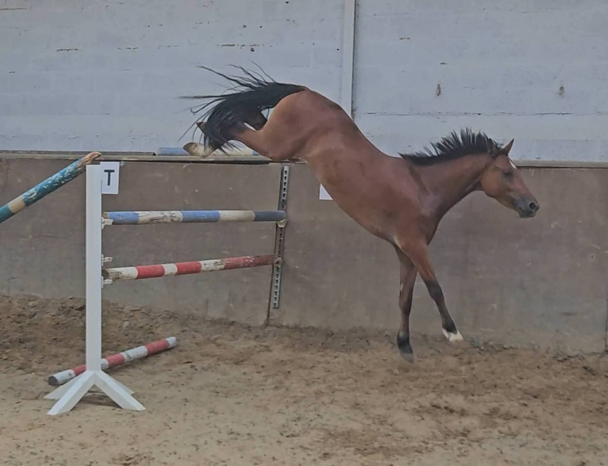 Gelding Belgian Riding Pony For sale 2021 Bay