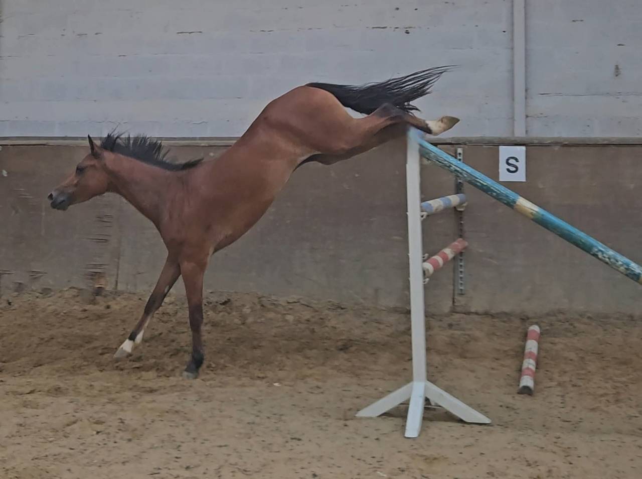 Gelding Belgian Riding Pony For sale 2021 Bay