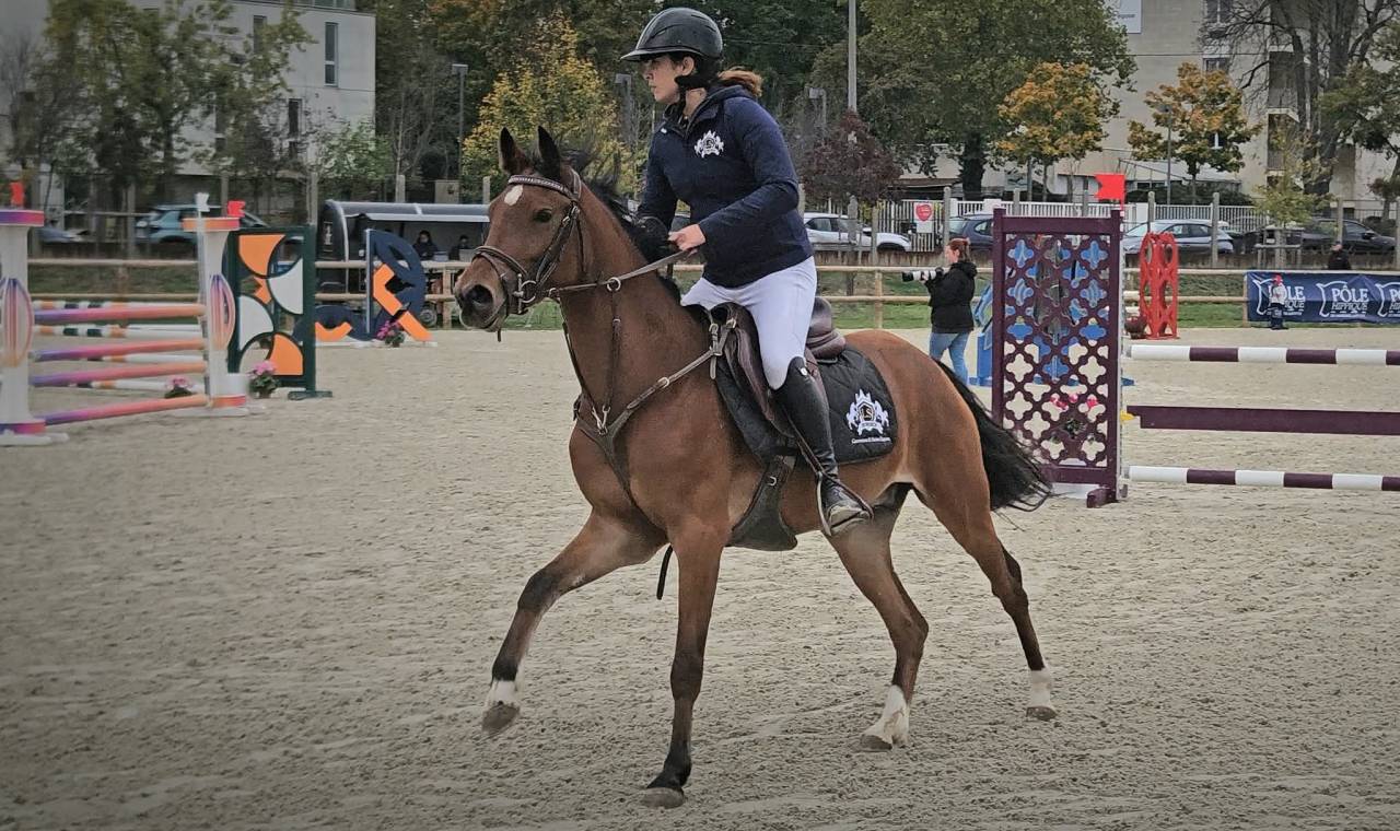 Gelding Belgian Riding Pony For sale 2021 Bay