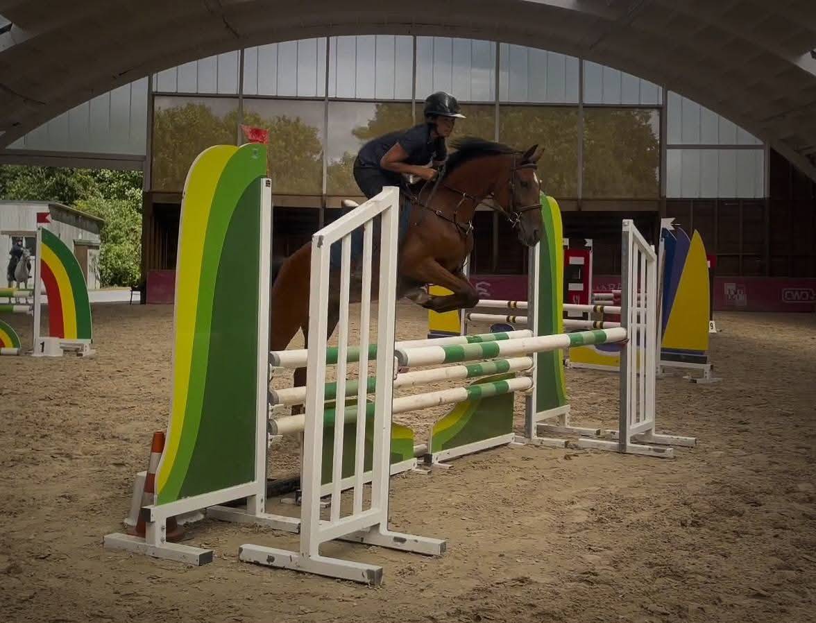 Gelding Belgian Riding Pony For sale 2021 Bay