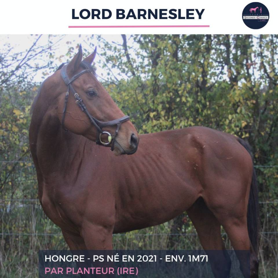Gelding Thoroughbred For sale 2021 Bay