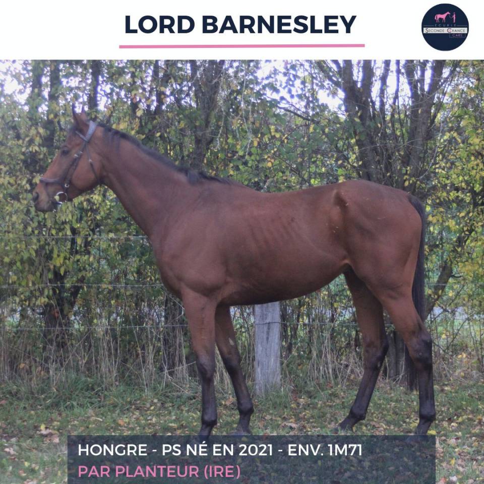 Gelding Thoroughbred For sale 2021 Bay