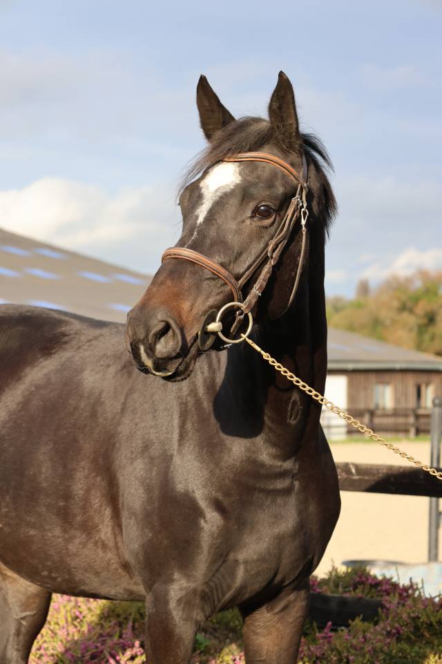 Mare Selle Français For sale 2022 Dark Bay