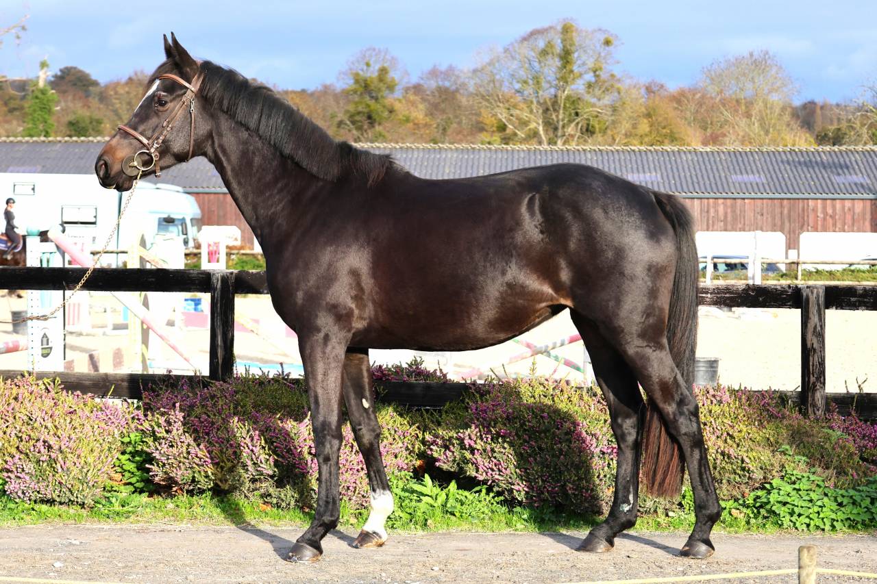 Mare Selle Français For sale 2022 Dark Bay