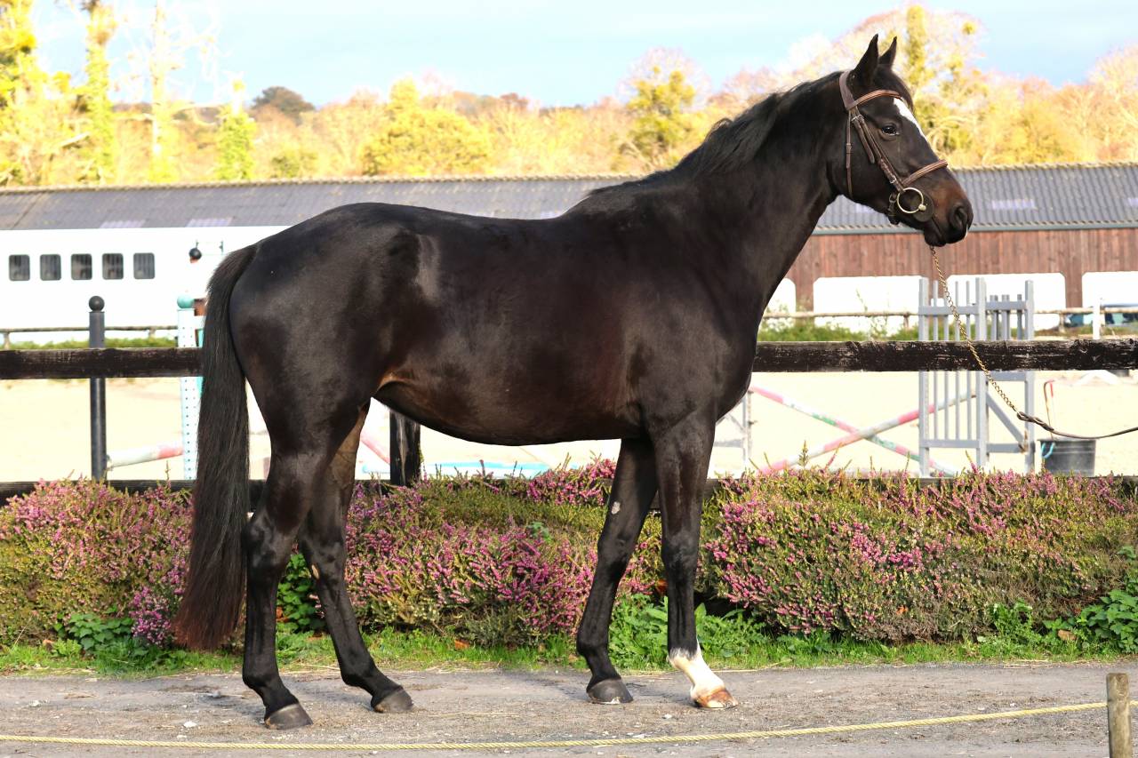 Mare Selle Français For sale 2022 Dark Bay