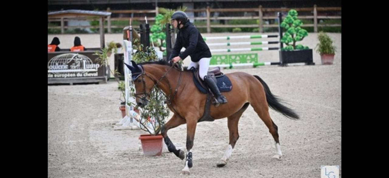 Mare Selle Français For sale 2018 Bay