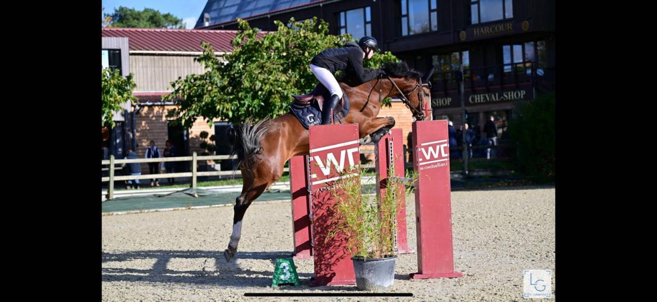 Mare Selle Français For sale 2018 Bay