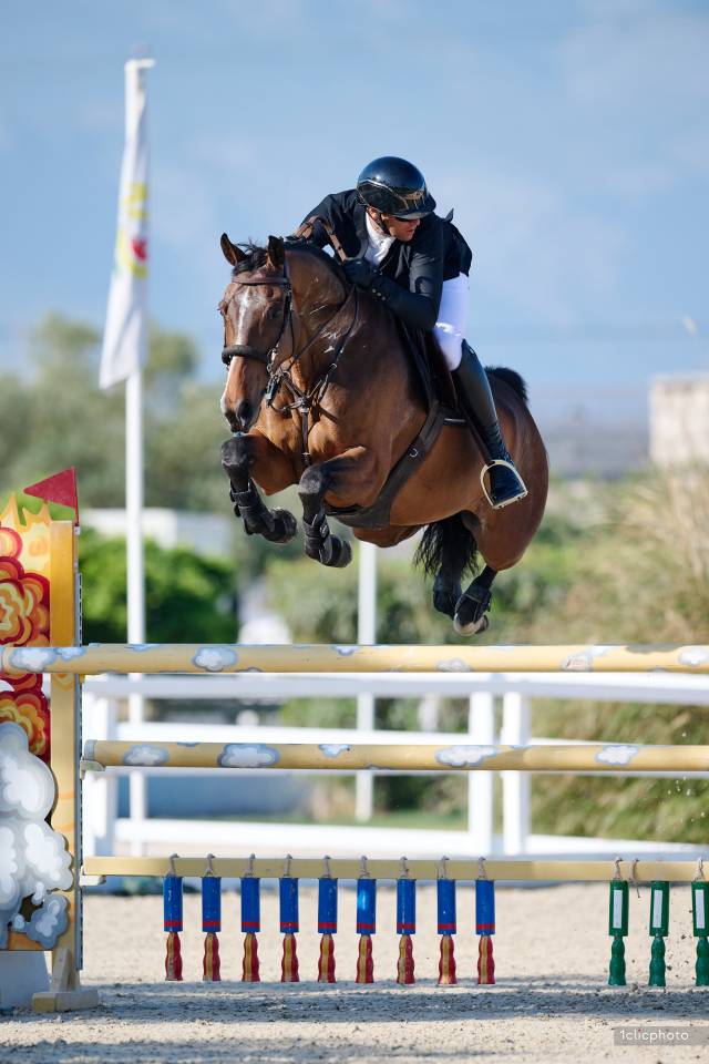 Gelding Selle Fran&ccedil;ais For sale 2014 Bay