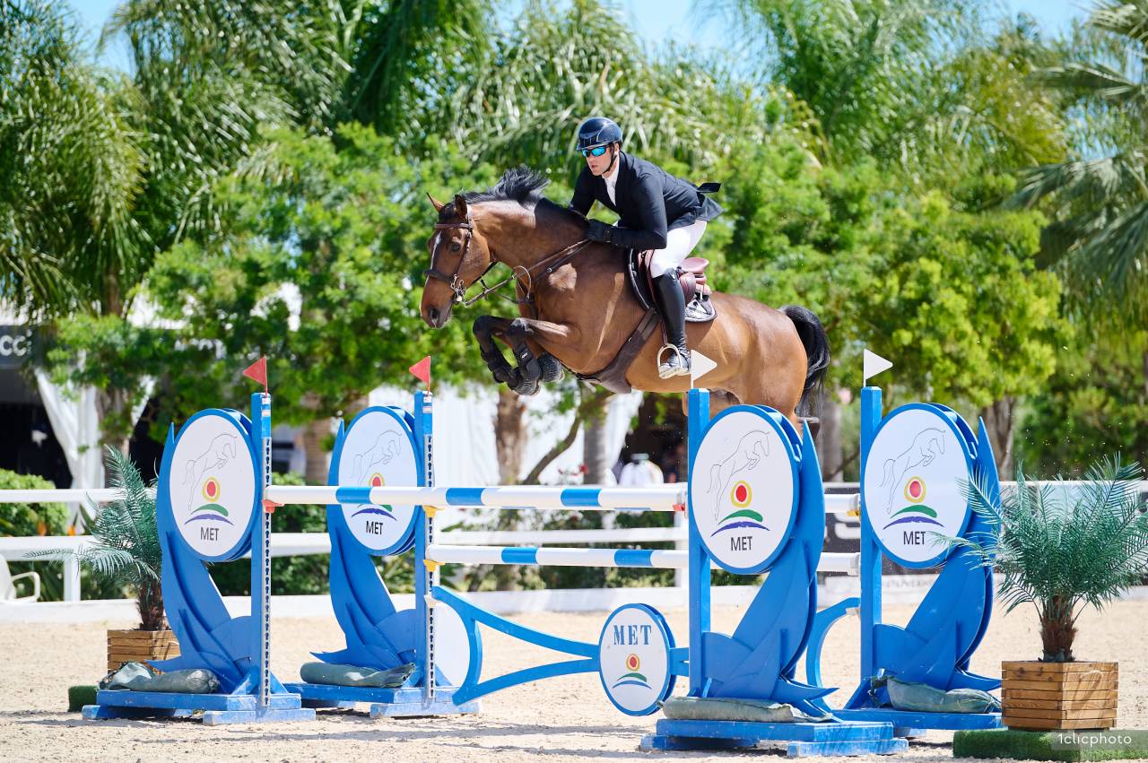 Gelding Selle Fran&ccedil;ais For sale 2014 Bay