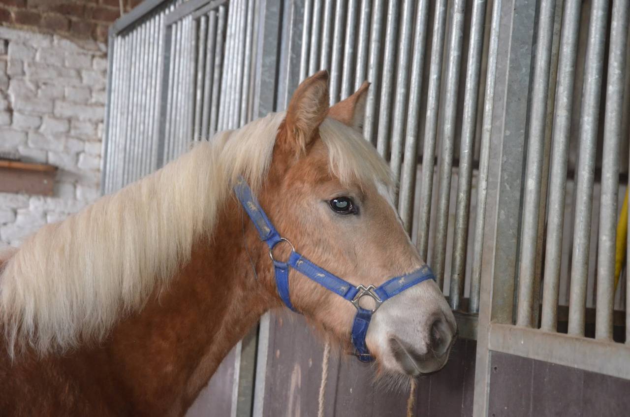 Filly Haflinger For sale 2025 Chesnut