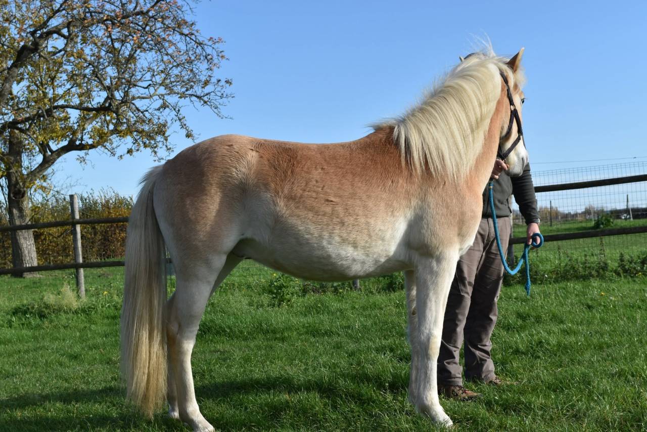 Gelding Haflinger For sale 2024 Chesnut