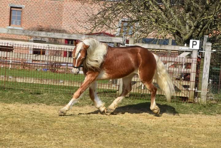 Gelding Haflinger For sale 2024 Chesnut