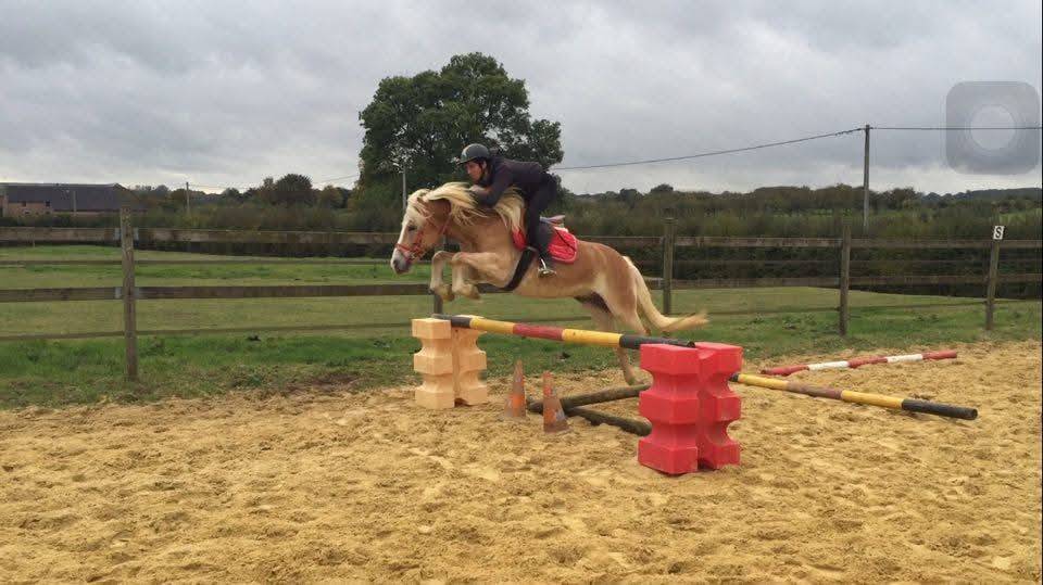Gelding Haflinger For sale 2024 Chesnut