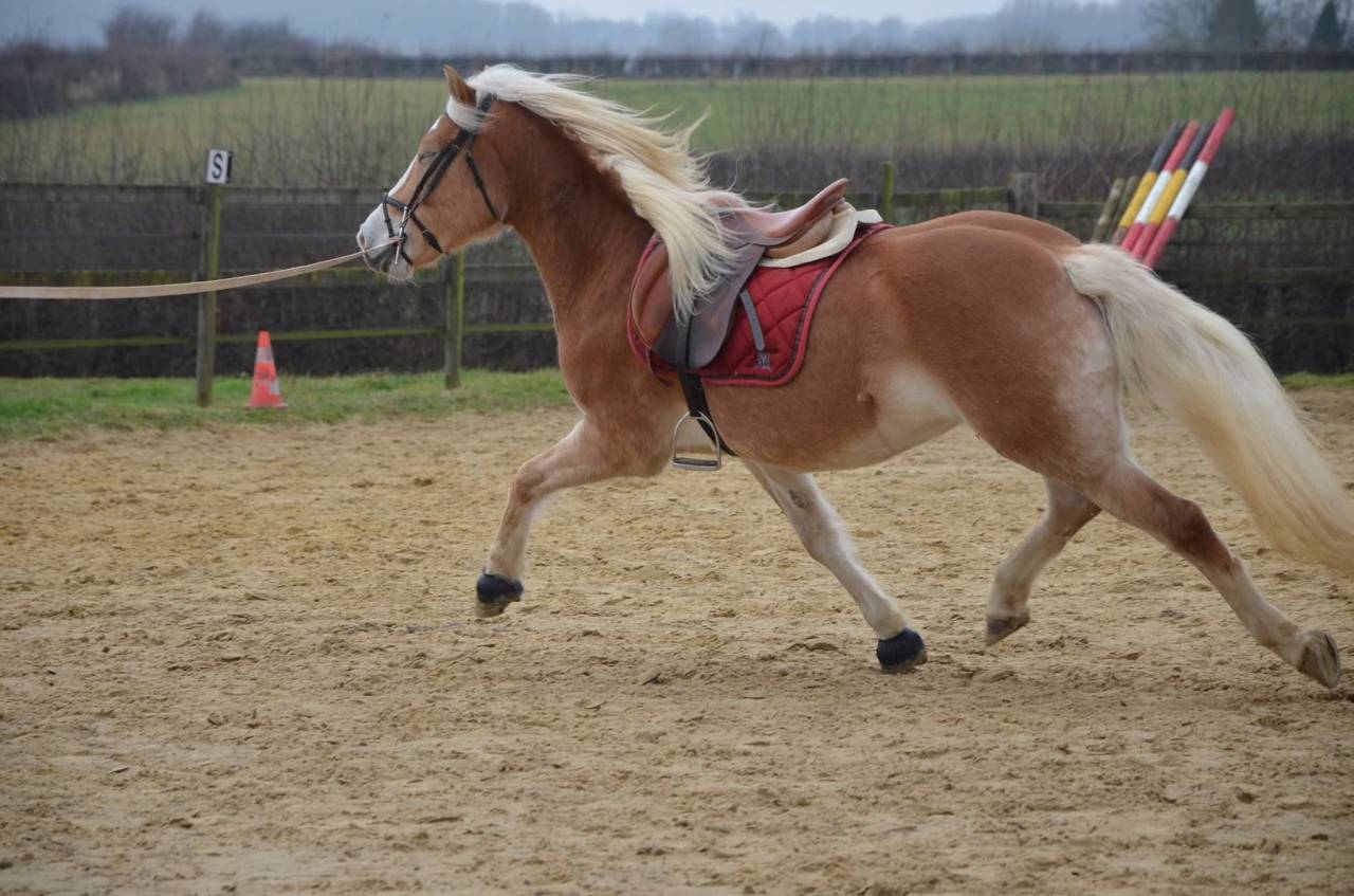 Gelding Haflinger For sale 2024 Chesnut