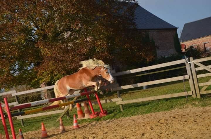 Gelding Haflinger For sale 2024 Chesnut