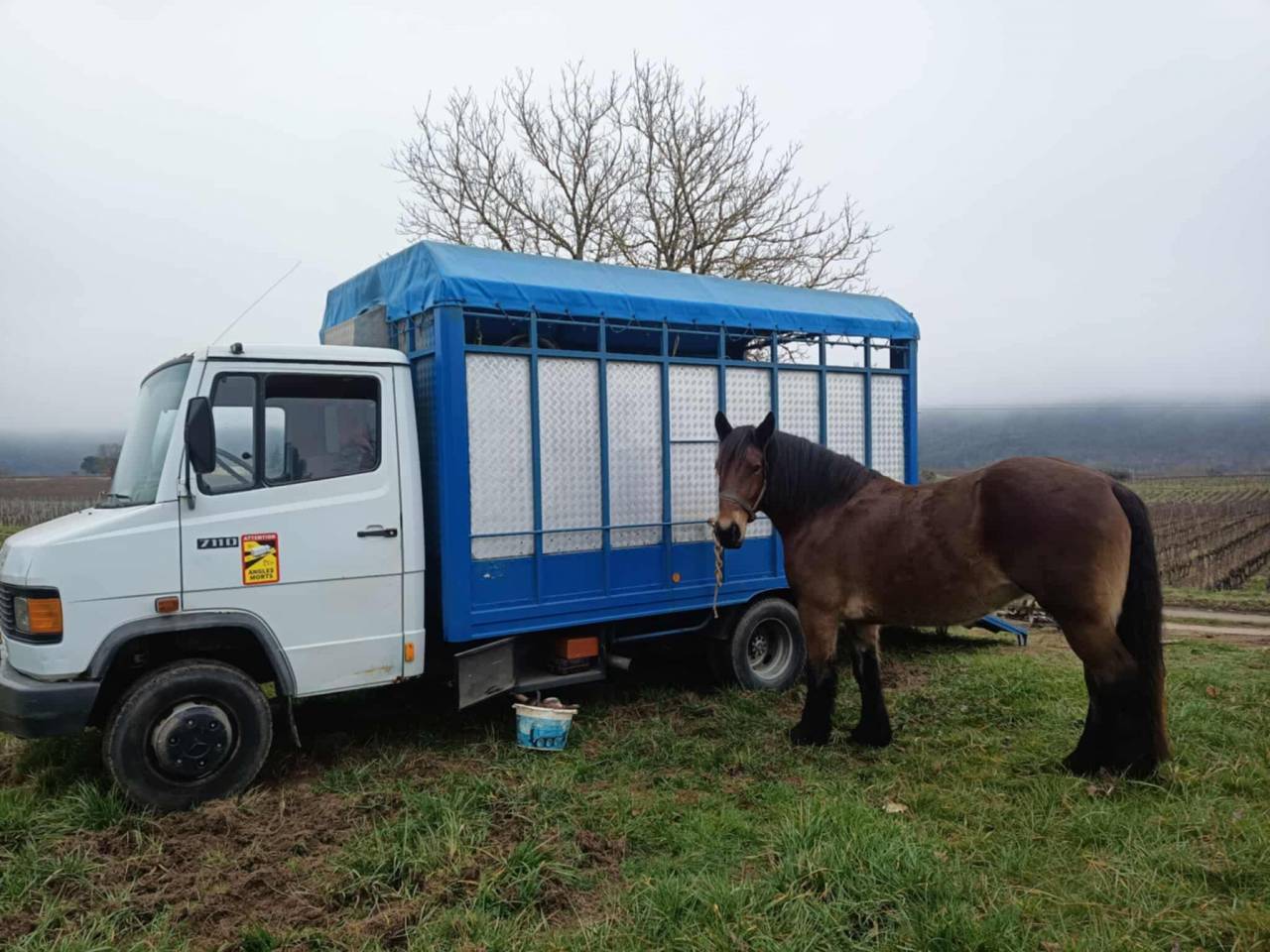 Horsebox NON-HGV Mercedes Mercedes 711D 1989 Used