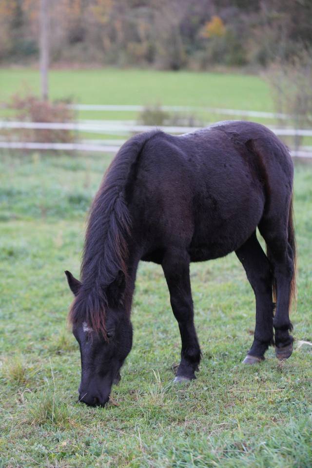 Colt No Origin Recorded For sale 2024 Black