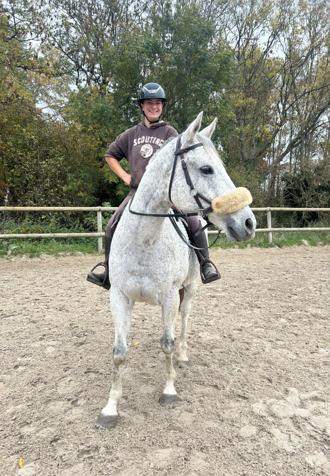 Gelding English Thoroughbred For sale 2011 Grey