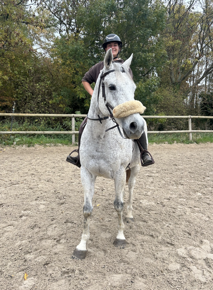 Gelding English Thoroughbred For sale 2011 Grey