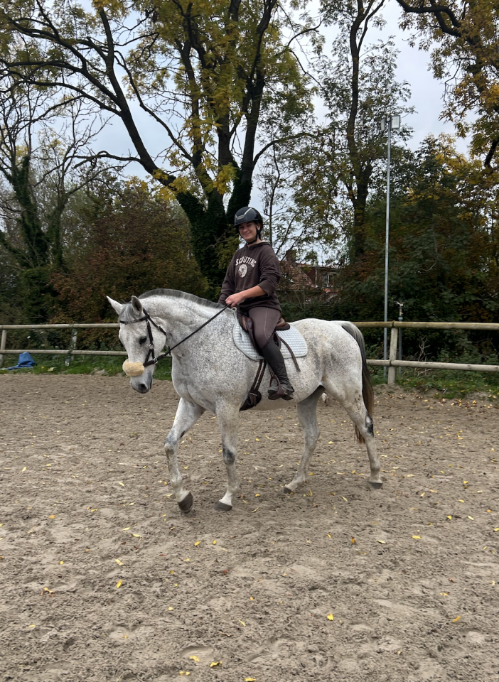 Gelding English Thoroughbred For sale 2011 Grey