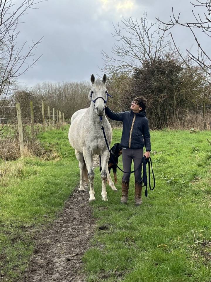 Gelding English Thoroughbred For sale 2011 Grey