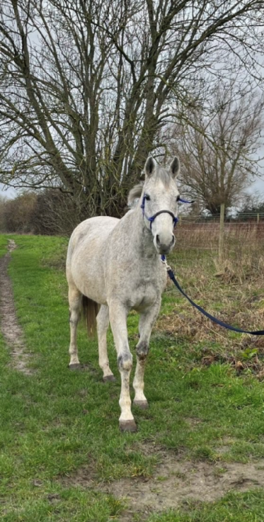 Gelding English Thoroughbred For sale 2011 Grey