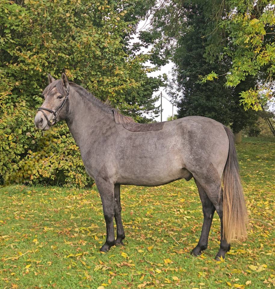 Gelding French Saddle Pony For sale 2023 Grey