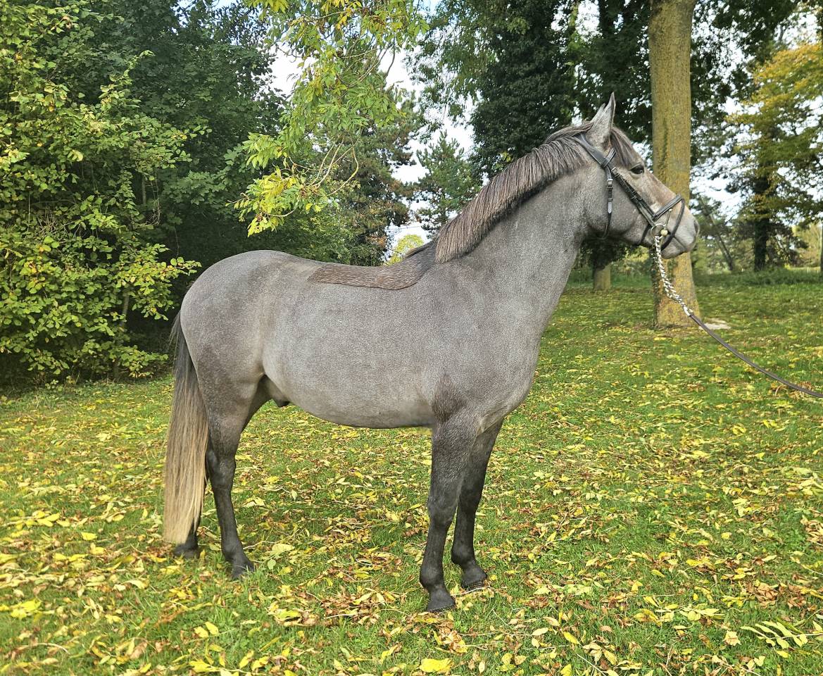 Gelding French Saddle Pony For sale 2023 Grey