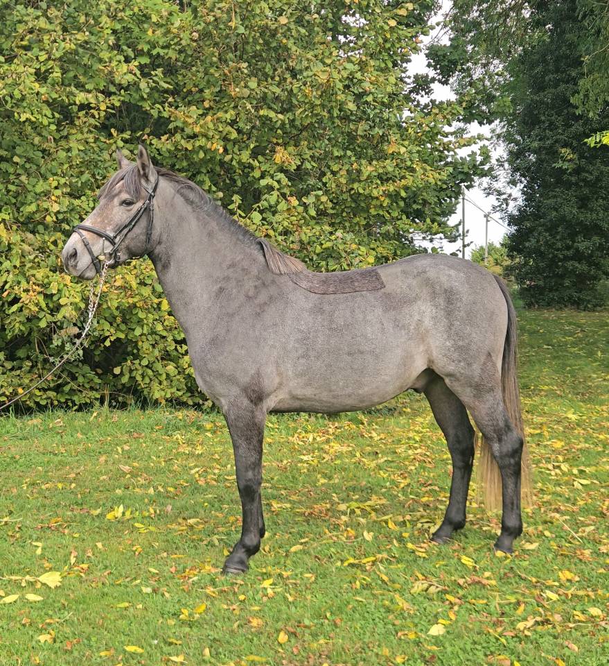 Gelding French Saddle Pony For sale 2023 Grey