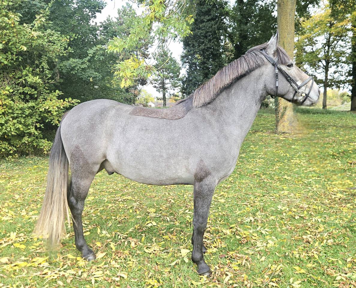 Gelding French Saddle Pony For sale 2023 Grey
