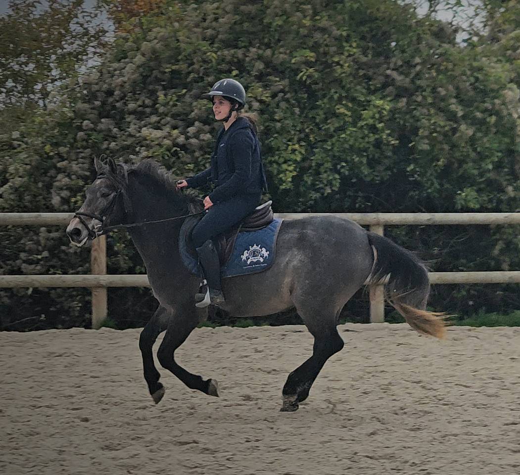 Gelding French Saddle Pony For sale 2023 Grey