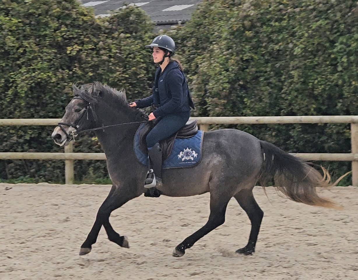 Gelding French Saddle Pony For sale 2023 Grey