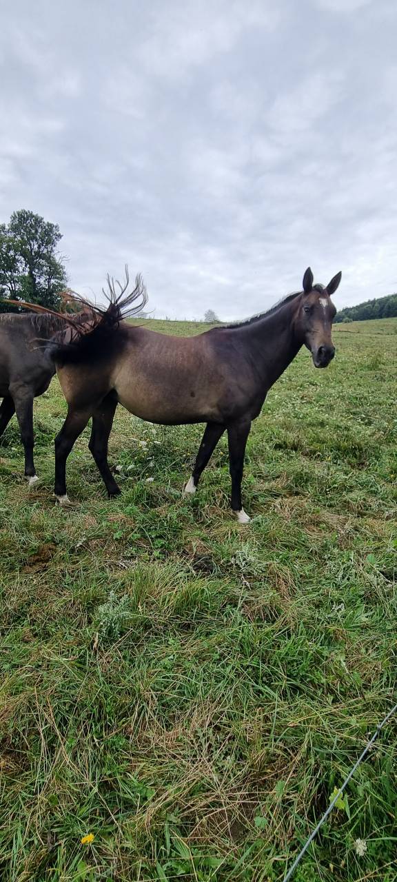 Mare Akhal Teke For sale 2017 Buckskin