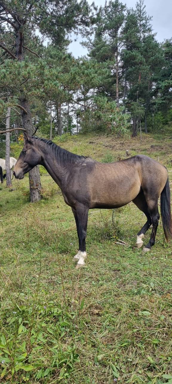 Mare Akhal Teke For sale 2017 Buckskin