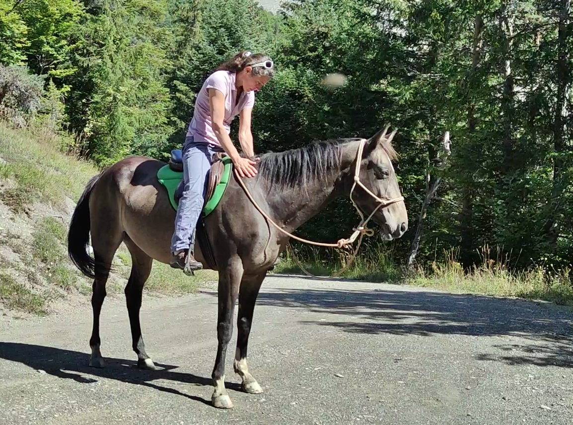 Mare Akhal Teke For sale 2017 Buckskin
