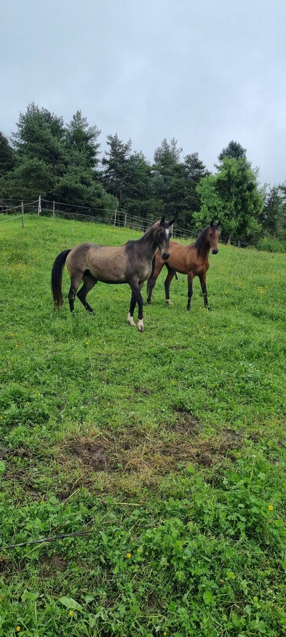 Mare Akhal Teke For sale 2017 Buckskin