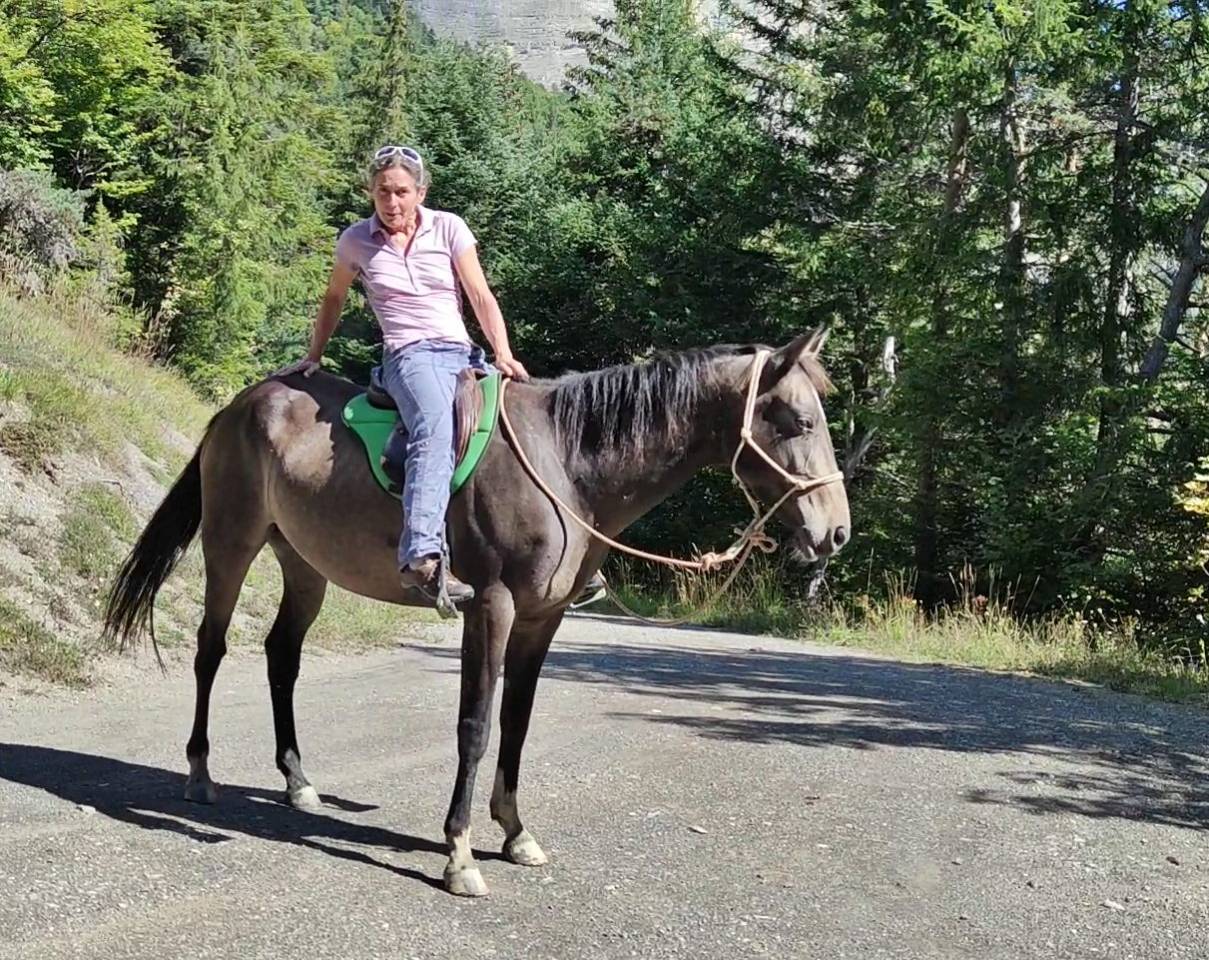Mare Akhal Teke For sale 2017 Buckskin