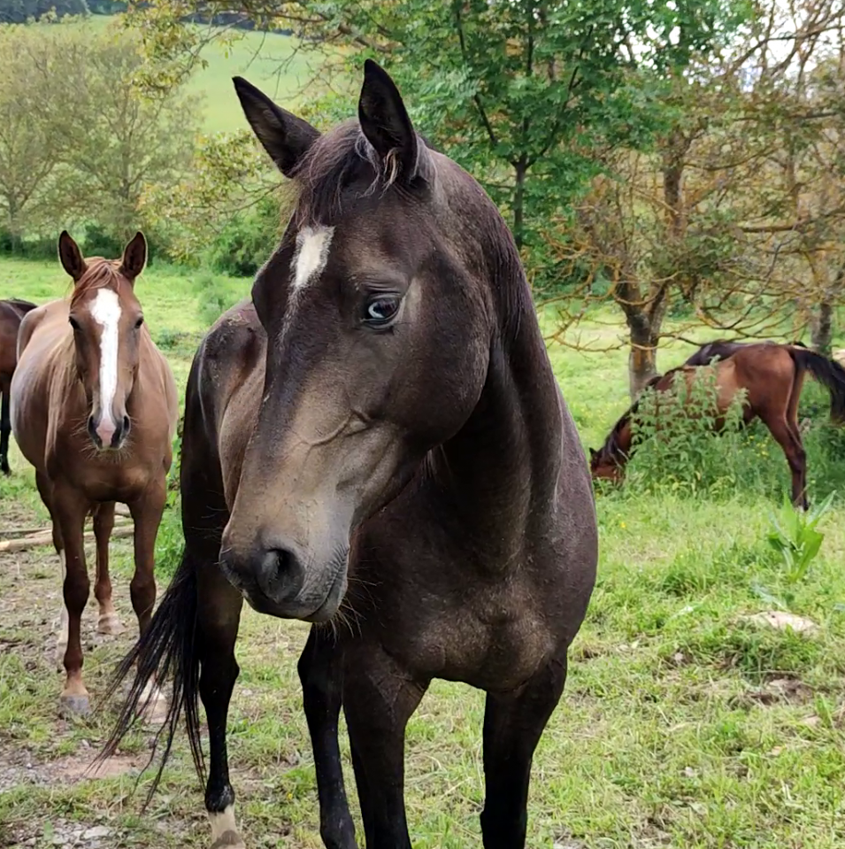 Mare Akhal Teke For sale 2017 Buckskin