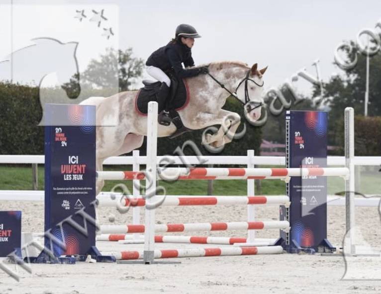 L'HILTON D'ORCHIDEA - sBs Belgian Warmblood 2017 by Blue tinka Tilia