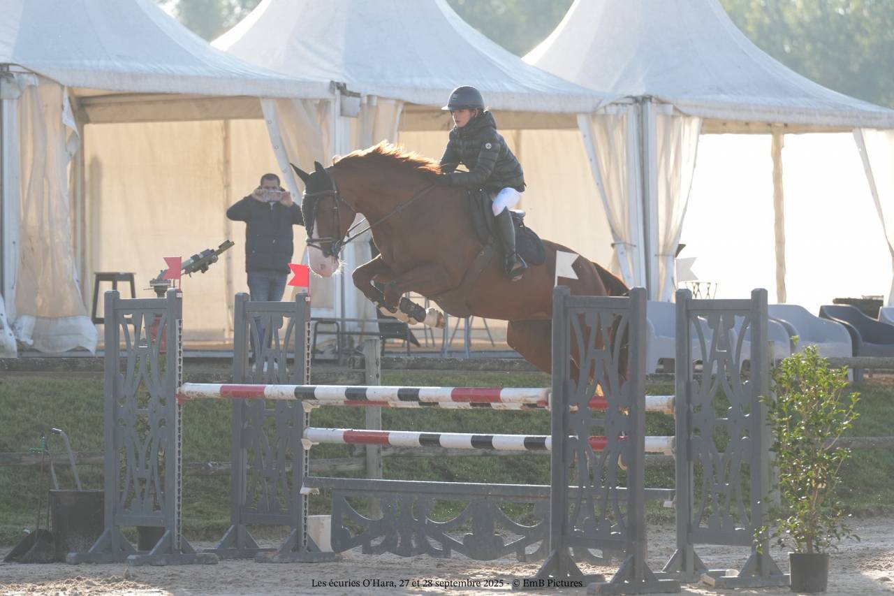 Mare Origin Recorded For sale 2014 Liver chestnut