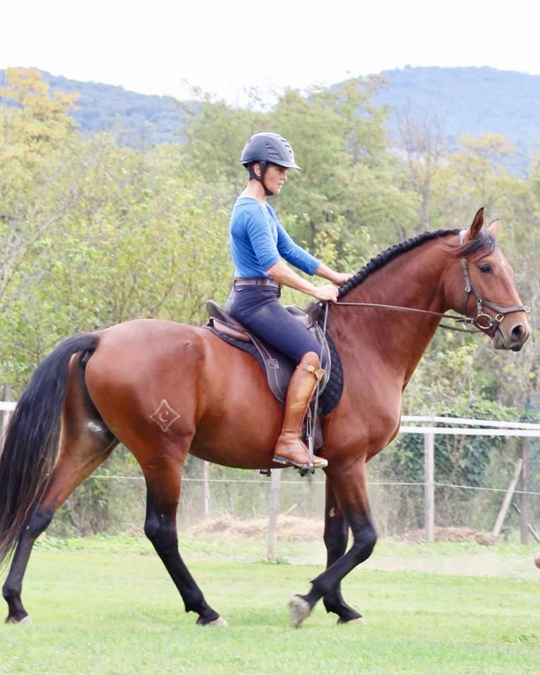 Gelding Lusitano For sale 2021 Bay
