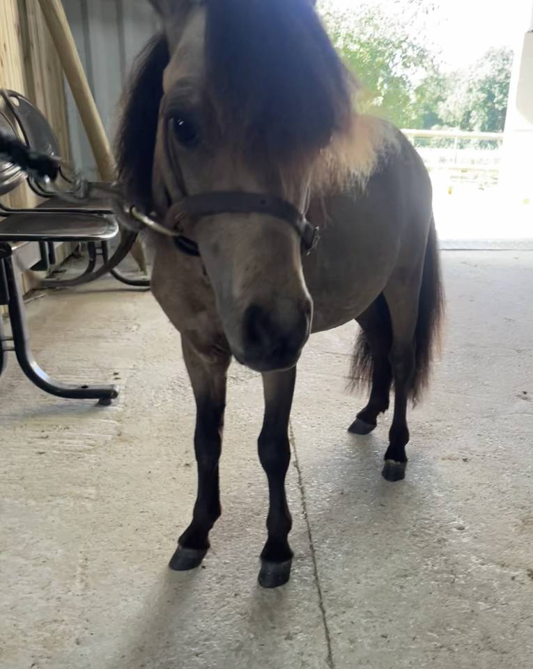 Entire No Origin Recorded For sale 2024 Buckskin