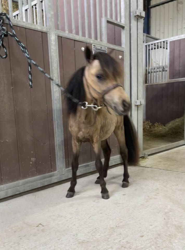 Entire No Origin Recorded For sale 2024 Buckskin