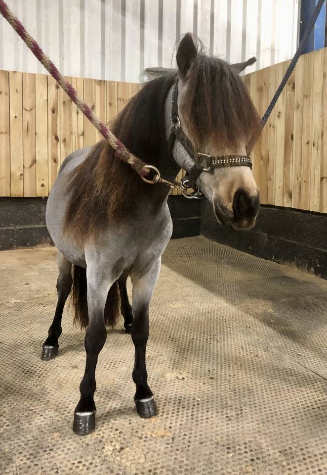 Entire No Origin Recorded For sale 2024 Buckskin