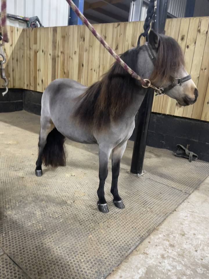 Entire No Origin Recorded For sale 2024 Buckskin