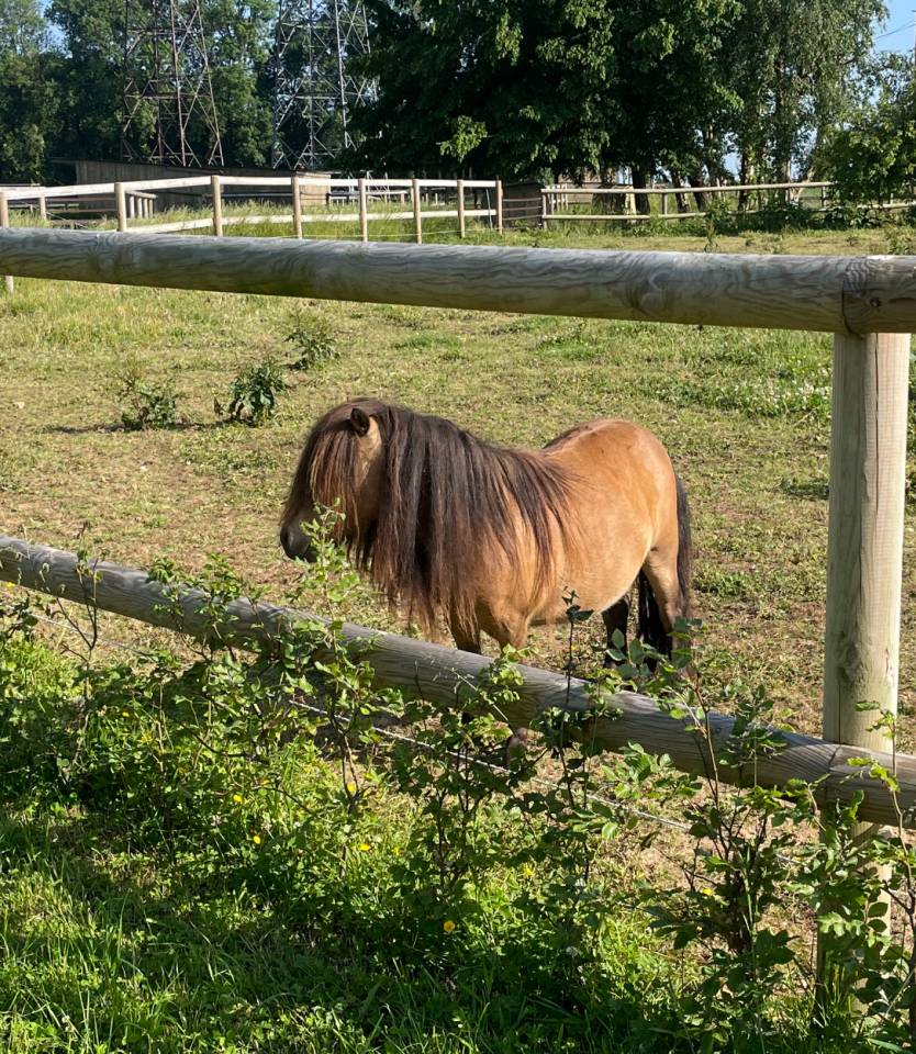 Entire No Origin Recorded For sale 2024 Buckskin