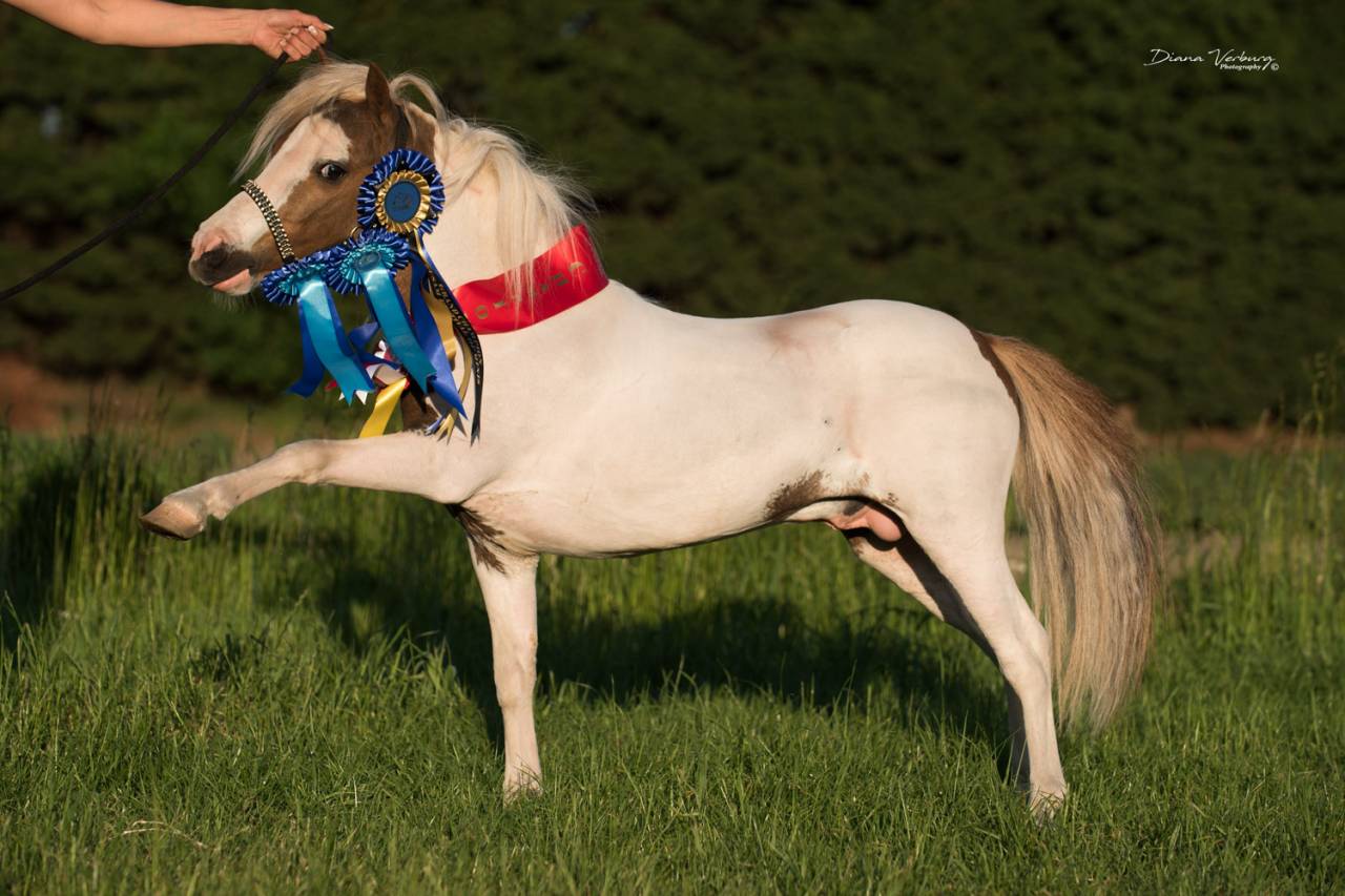 Entire No Origin Recorded For sale 2024 Buckskin