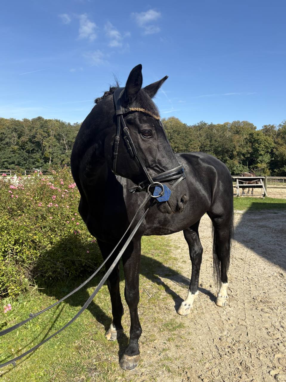 Gelding Selle Français For sale 2012 Black